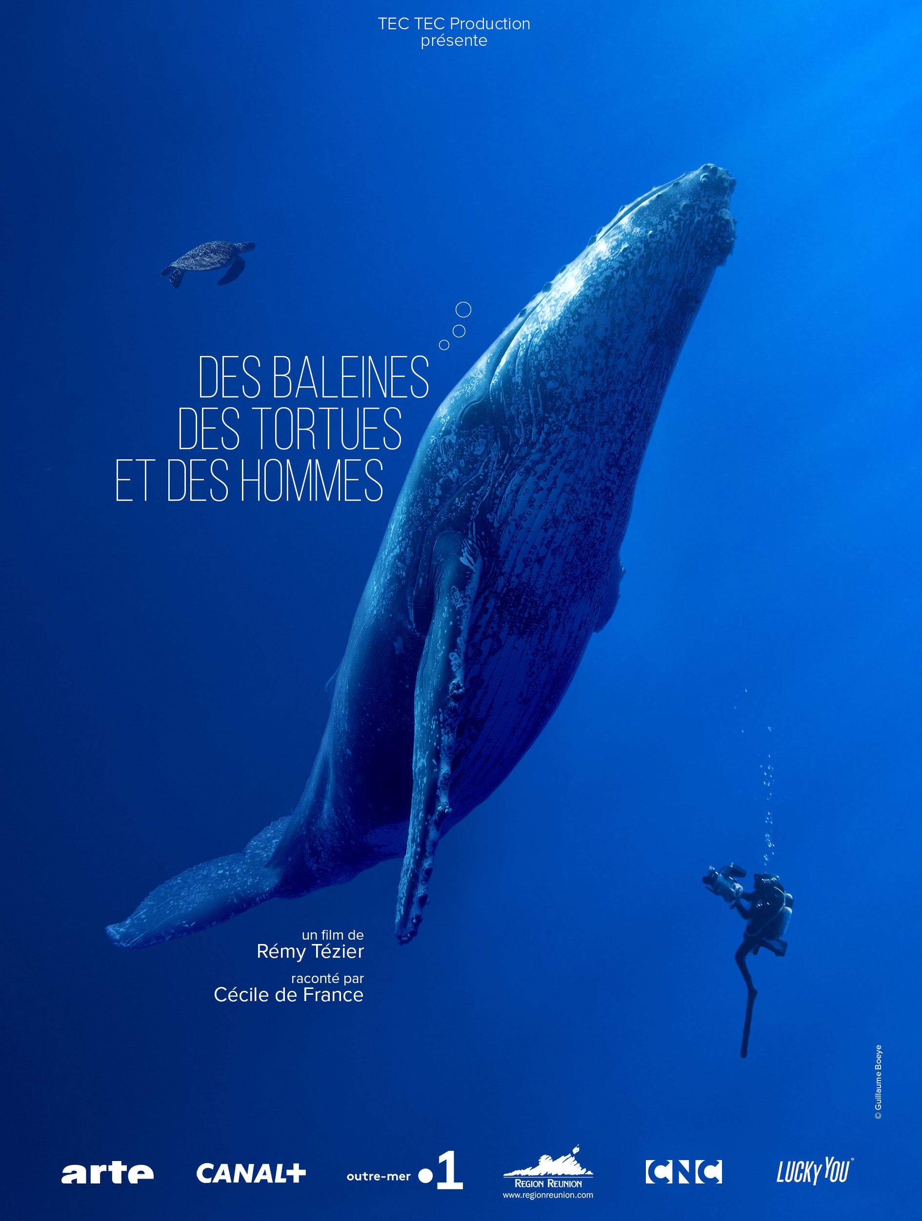 Des Baleines, des Tortues et des Hommes - affiche
