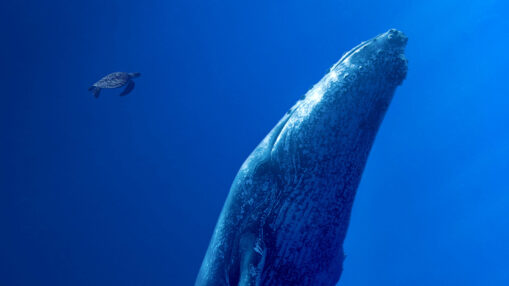 Des Baleines Des Tortues Et Des Hommes